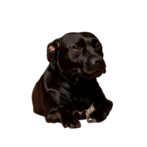 Black Smooth Coated Dog – cat PNG with transparent background