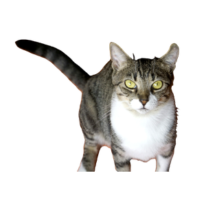 Black Tabby Cat – cat PNG with transparent background