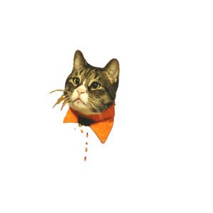 Blackcat – cat PNG with transparent background