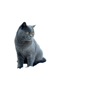 Blue Cat On Bed – cat PNG with transparent background
