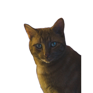 Bokeh Photography Of Orange Tabby Cat