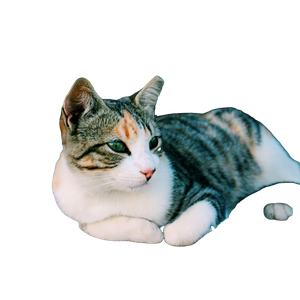 Brown, White, And Gray Cat