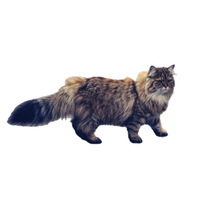 Brown Persian Cat Walking
