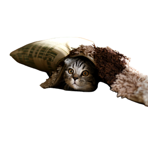 Brown Scottish Fold In Brown Thick Pile Blanket – cat PNG with transparent background