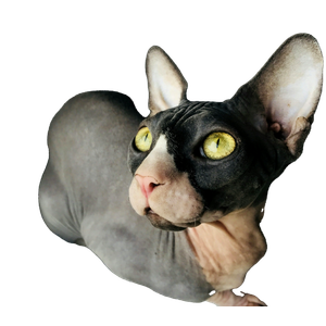 Brown And Black Sphinx Cat – cat PNG with transparent background