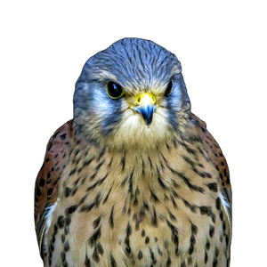 Brown And Black Bird In Close Up Photography