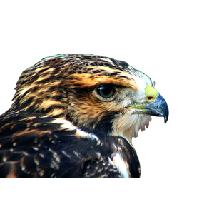 Brown And Black Bird In Close Up Photography