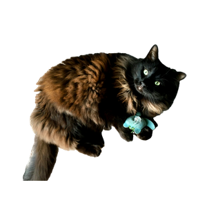 Brown And Black Cat – cat PNG with transparent background