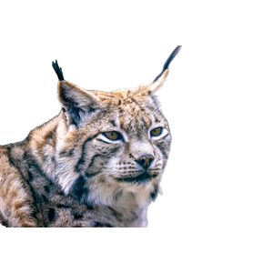 Brown And Black Cat In Cage – cat PNG with transparent background