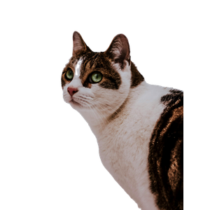 Brown And Black Cat On Snowfield – cat PNG with transparent background