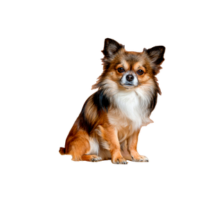 Brown And Black Chihuahua Sitting On Tabletop – cat PNG with transparent background