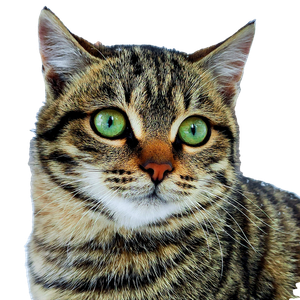 Brown And Black Tabby Cat – cat PNG with transparent background