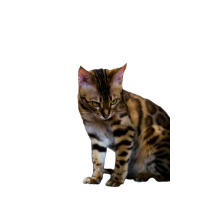 Brown And Black Tabby Cat 2 - Cat PNG image with transparent background
