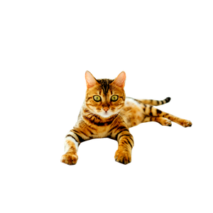 Brown And Black Tabby Cat On White Comforter - Cat PNG image with transparent background