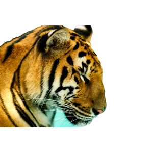 Brown And Black Tiger In Close Up Photography 2 - Cat PNG image with transparent background