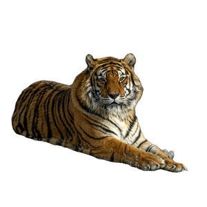 Brown And Black Tiger Lying On Brown Grass 2 - Cat PNG image with transparent background