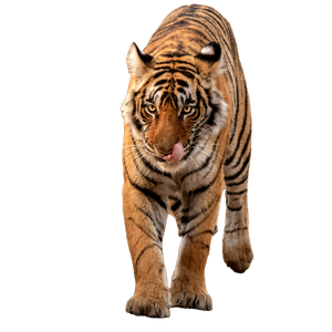Brown And Black Tiger On Brown Grass - Cat PNG image with transparent background