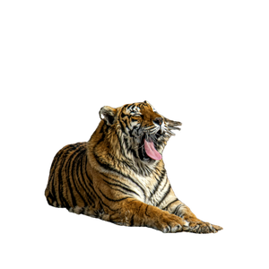 Brown And Black Tiger On Brown Grass 1 - Cat PNG image with transparent background