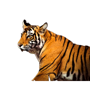 Brown And Black Tiger On Brown Grass During Daytime - Cat PNG image with transparent background