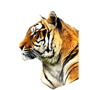 Brown And Black Tiger On Cage - Cat PNG image with transparent background