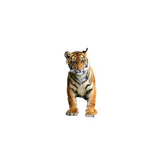 Brown And Black Tiger On Gray Rock - Cat PNG image with transparent background
