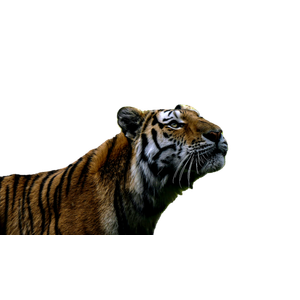Brown And Black Tiger On Green Grass During Daytime - Cat PNG image with transparent background