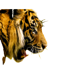 Brown And Black Tiger On Green Grass During Daytime 4 - Cat PNG image with transparent background