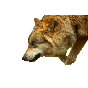 Brown And Black Wolf On Green Grass During Daytime