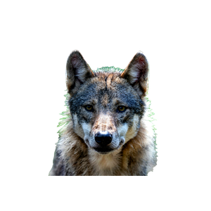 Brown And Black Wolf On Green Grass During Daytime