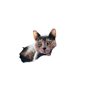 Brown And Gray Cat On Pink Textile