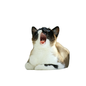 Brown And White Cat