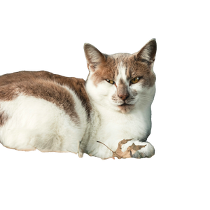 Brown And White Cat Lying On Ground