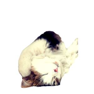Brown And White Cat Lying On White Floor