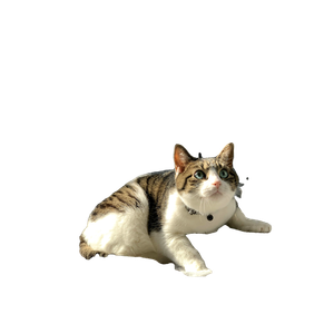 Brown And White Cat Lying On White Textile