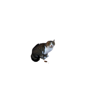 Brown And White Cat On Brown Leaves