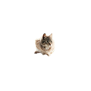 Brown And White Cat On Brown Log