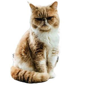 Brown And White Cat Sitting Beside Of Glass Window During Daytime