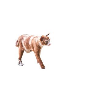 Brown And White Cat Walking Towards Stones