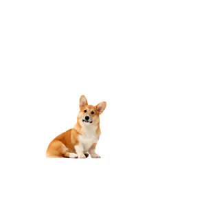 Brown And White Corgi Puppy – cat PNG with transparent background