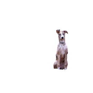 Brown And White Dog On Brown Ground – cat PNG with transparent background