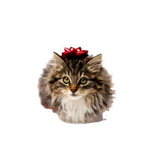 Brown And White Long Fur Cat With Red Ribbon