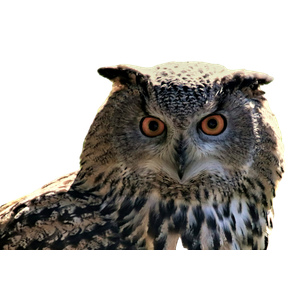 Brown And White Owl In Close Up Photography