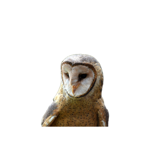 Brown And White Owl In Close Up Photography