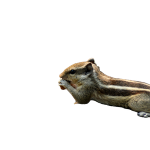 Brown And White Rodent On Brown Rock – cat PNG with transparent background