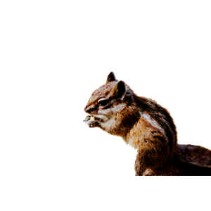 Brown And White Squirrel On Brown Ground During Daytime – cat PNG with transparent background