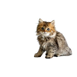 Brown And Yellow Coated Cat