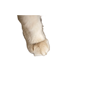 Brown Animal On Brown Wicker Mat – cat PNG with transparent background