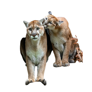 Brown Animals During Daytime – cat PNG with transparent background