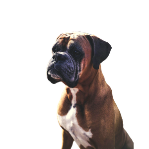 Brown Bulldog – cat PNG with transparent background