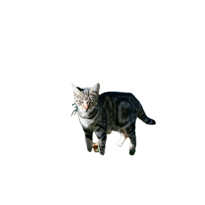 Brown Bulls Eye Cat